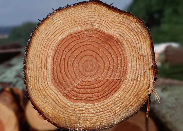 Каталог материалов Породы древесины ангарская сосна
