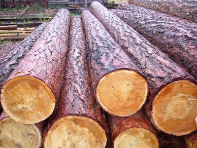 Каталог материалов Породы древесины северная сосна