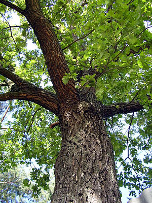 Каталог материалов Породы древесины дуб